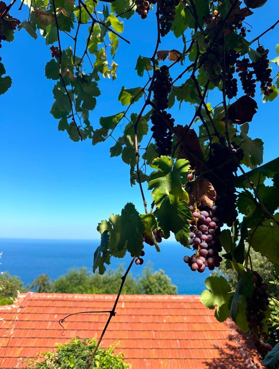 Om Living Pelion Lägenhet Áyios Dhimítrios Exteriör bild